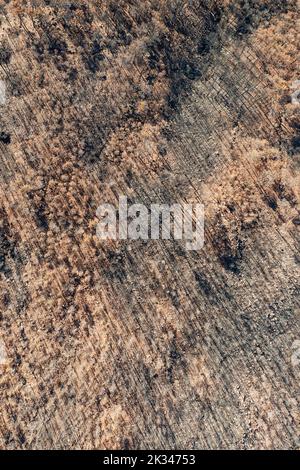 Pietra bruciata o pinne di ombrello (Pinus pinea) dopo un incendio boschivo, vista aerea, fucilato di droni, Sierra Bermeja, provincia di Malaga, Andalusia, Spagna Foto Stock