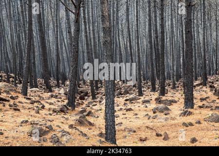 Pietra bruciata o pinne di ombrello (Pinus pinea) dopo un incendio nella foresta, Sierra Bermeja, Provincia di Malaga, Andalusia, Spagna Foto Stock