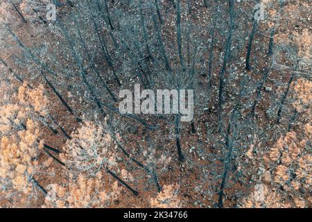 Pietra bruciata o pinne di ombrello (Pinus pinea) dopo un incendio boschivo, vista aerea, fucilato di droni, Sierra Bermeja, provincia di Malaga, Andalusia, Spagna Foto Stock