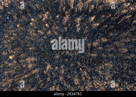 Pietra bruciata o pinne di ombrello (Pinus pinea) dopo un incendio boschivo, vista aerea, fucilato di droni, Sierra Bermeja, provincia di Malaga, Andalusia, Spagna Foto Stock