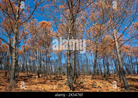 Pietra bruciata o pinne di ombrello (Pinus pinea) dopo un incendio nella foresta, Sierra Bermeja, Provincia di Malaga, Andalusia, Spagna Foto Stock