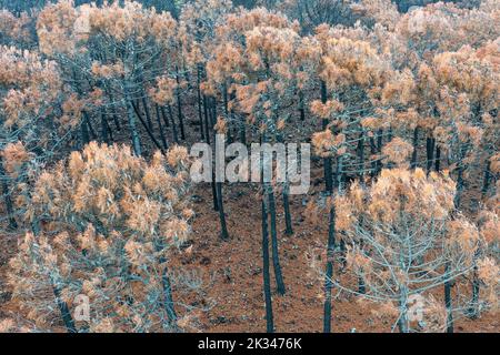 Pietra bruciata o pinne di ombrello (Pinus pinea) dopo un incendio boschivo, vista aerea, fucilato di droni, Sierra Bermeja, provincia di Malaga, Andalusia, Spagna Foto Stock