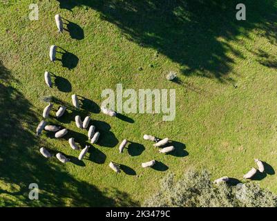 Suini da pascolo e lecci (Quercus ilex) nella Sierra de Aracena, vista aerea, fucilato, provincia di Huelva, Andalusia, Spagna Foto Stock
