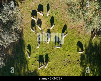 Suini da pascolo e lecci (Quercus ilex) nella Sierra de Aracena, vista aerea, fucilato, provincia di Huelva, Andalusia, Spagna Foto Stock