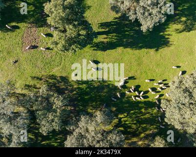 Suini da pascolo e lecci (Quercus ilex) nella Sierra de Aracena, vista aerea, fucilato, provincia di Huelva, Andalusia, Spagna Foto Stock