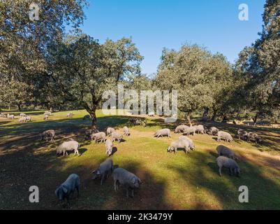 Suini da pascolo e lecci (Quercus ilex) nella Sierra de Aracena, vista aerea, fucilato, provincia di Huelva, Andalusia, Spagna Foto Stock