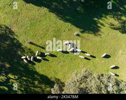 Suini da pascolo e lecci (Quercus ilex) nella Sierra de Aracena, vista aerea, fucilato, provincia di Huelva, Andalusia, Spagna Foto Stock