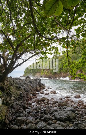 Costa del Pacifico a Onomea Bay Trail, Papaikou, Big Island, Hawaii, Stati Uniti, Nord America Foto Stock