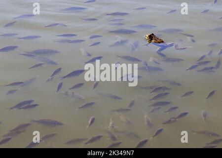 Una rana nuota tra un gran numero di pesci friggere in un lago villaggio. Foto Stock