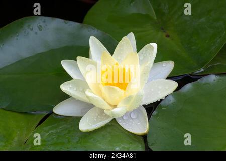 Giglio d'acqua giallo (Nymphaea), varietà Moorei, Baden-Wuerttemberg Foto Stock