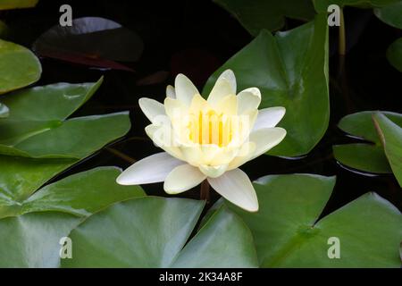 Giglio d'acqua giallo (Nymphaea), varietà Moorei, Baden-Wuerttemberg Foto Stock