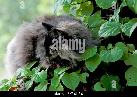 Una femmina norvegese gatto foresta trascorrere il tempo su una pietra Foto Stock