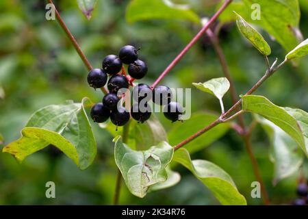 Bacche di legno di cane - cespuglio calcareo di Cornus sanguinea Foto Stock