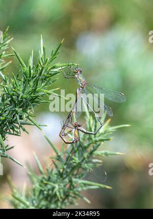 Willow Emerald Damselfly Pair (Chalcolestes viridis), ora fondata nel sud-est dell'Inghilterra, Regno Unito Foto Stock