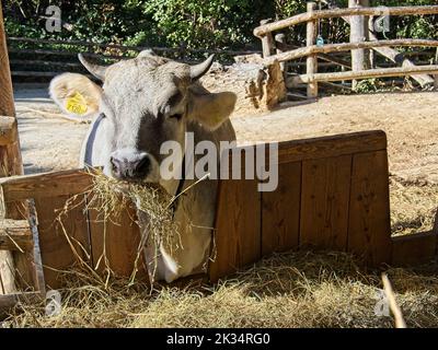 Il Braunvieh originale è una mucca di razza bovina e lattiera a doppio uso nello Zoo Vienna Schonbrunn Foto Stock