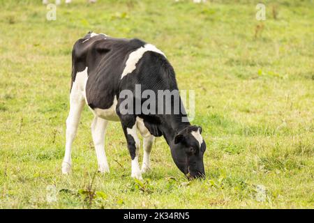 mucche bianche e nere che pascolano su terreni agricoli freschi Foto Stock