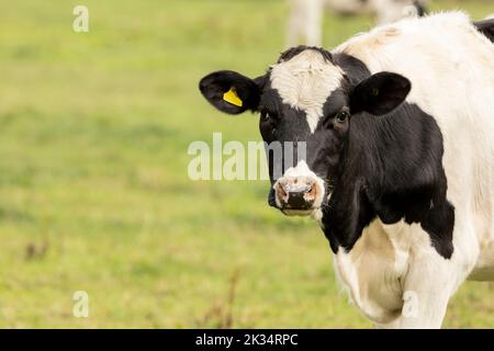 Primo piano ritratto della testa di una mucca frisiana Foto Stock