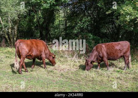 Ebernoe Pascoli di boschi comuni con bestiame Red Ruby Devon al pascolo, una riserva naturale nazionale nel Sussex occidentale, Inghilterra, Regno Unito Foto Stock