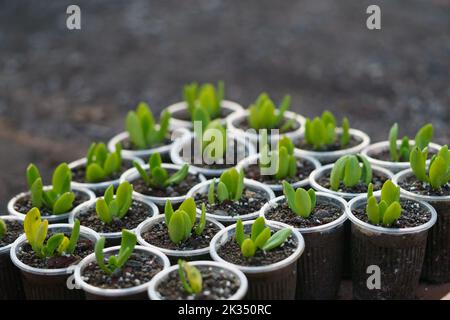 I primi germogli di piante trafitto attraverso il terreno che cresce in pentole di plastica e in piedi in vassoio marrone Foto Stock