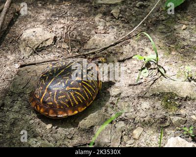 Un top shot di una tartaruga di scatola ornata su terreno asciutto sotto la luce del sole Foto Stock