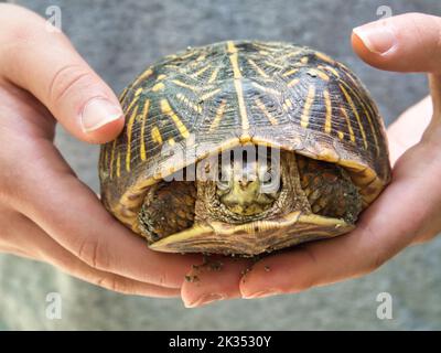 Un primo piano di una tartaruga di scatola ornata nel palmo di una persona nelle giornate di sole Foto Stock