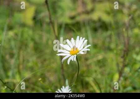 Margherite di Oxeye con un'ape su esso nell'erba verde sfocata Foto Stock