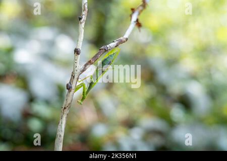 Mantide europea (in preghiera) appesa su un ramo secco e sottile Foto Stock