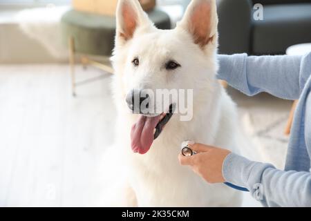 Donna che esamina il suo cane bianco con stetoscopio a casa, primo piano Foto Stock