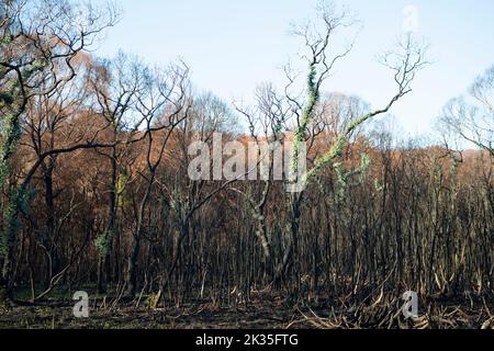 Rigenerazione di piccoli alberi di eucalipto, dopo 2019 cespugliatore nel parco statale Bunyip, Victoria. Foto Stock