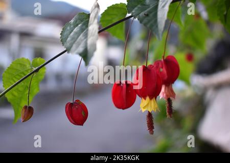 Fiore a forma di cuore in zona urbana. Giardinaggio urbano. Foto Stock