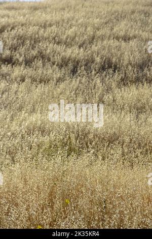 Campi di erba secca giallo dorato su colline ondulate sotto un sole luminoso. Foto Stock