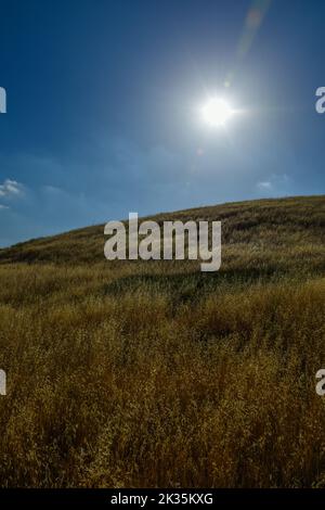 Campi di erba secca giallo dorato su colline ondulate sotto un sole luminoso. Foto Stock