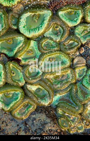Anemone verde gigante (Anthopleura xanthogramica) a Second Beach, Olympic National Park, Washington Foto Stock