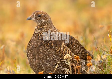 Sooty Grouse (Dendragapus fuliginosus), Parco Nazionale Olimpico, Washington Foto Stock