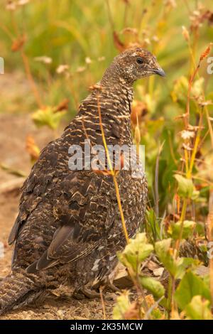 Sooty Grouse (Dendragapus fuliginosus), Parco Nazionale Olimpico, Washington Foto Stock