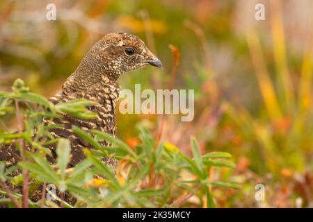 Sooty Grouse (Dendragapus fuliginosus), Parco Nazionale Olimpico, Washington Foto Stock