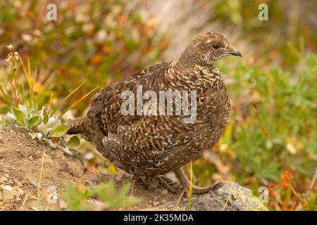 Sooty Grouse (Dendragapus fuliginosus), Parco Nazionale Olimpico, Washington Foto Stock
