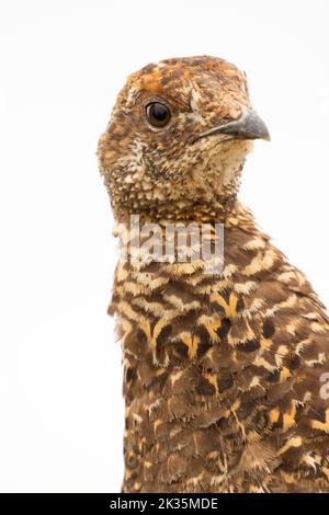 Sooty Grouse (Dendragapus fuliginosus), Parco Nazionale Olimpico, Washington Foto Stock