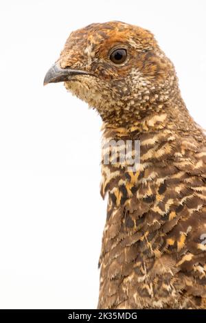 Sooty Grouse (Dendragapus fuliginosus), Parco Nazionale Olimpico, Washington Foto Stock