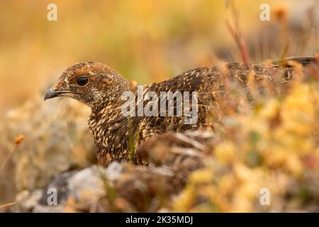 Sooty Grouse (Dendragapus fuliginosus), Parco Nazionale Olimpico, Washington Foto Stock