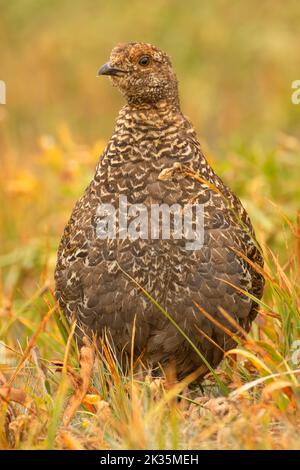 Sooty Grouse (Dendragapus fuliginosus), Parco Nazionale Olimpico, Washington Foto Stock
