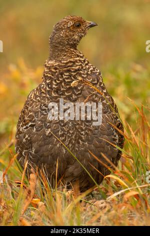 Sooty Grouse (Dendragapus fuliginosus), Parco Nazionale Olimpico, Washington Foto Stock