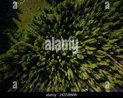 Sparato dall'aria. Cime di pini, foresta. Molti alberi. Protezione dell'ambiente, ecologia, aria pulita, mappa. Non ci sono persone nella foto. Backgr Foto Stock