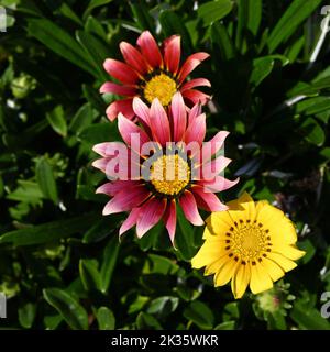 Vista dall'alto di un fiore di gazania rigens rosa o viola, sopra altri due fiori della stessa specie e foglie verdi scure Foto Stock