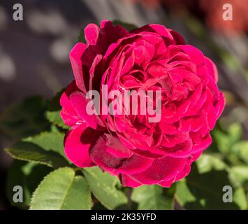 "LD Braithwaite, Auscrim' Austin Rose, Engelsk ros (rosa) Foto Stock