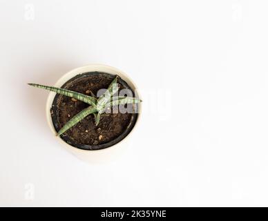 Sansevieria Lavranos 1970 Snake pianta vista ad angolo alto Foto Stock