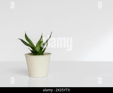 Nana di Sanseveria Nido d’uccello di piante di serpente in una bella fioritura su fondo bianco isolato con spazio copia Foto Stock
