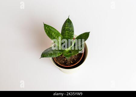 Gli uccelli di Sansevieria hahnii nidificano la pianta del serpente su fondo bianco isolato Foto Stock