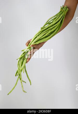 Fagiolini di Yard fresca o fagioli lunghi cinesi (Vigna unguiculata subsp. Sesquipedalis) isolati a portata di mano. Foto Stock