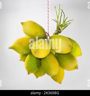 Gourd spinoso vegetale o gourd spina dorsale e conosciuto anche come pere balsamo brivido, carolaho prickly, gourd teasle o kantola, nelle Cucurbitaceae, andare Foto Stock